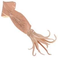 product-image-Blekksprut